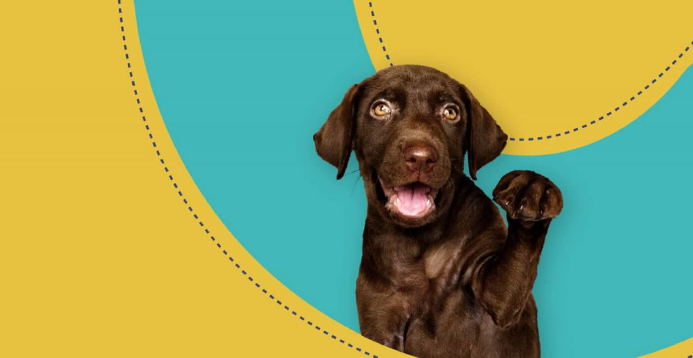 A cute dog waving hello