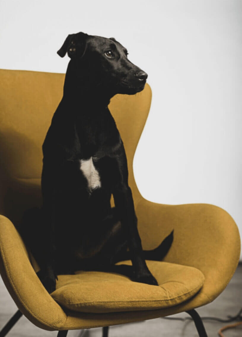 Onyx (Ony) , Chief Barketing Officer