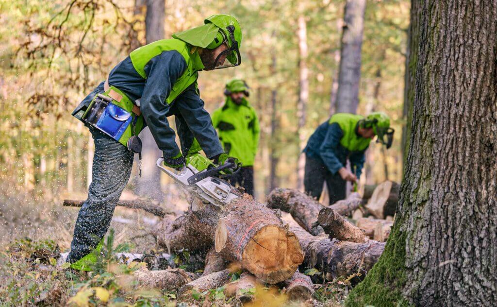 Workers cutting wood in the forest with a chainsaw